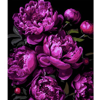 Картина за номерами Strateg Магія фіолетових піонів на чорному фоні розміром 40х50 см (AH1134)