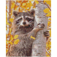 Алмазна мозаїка Єнот на дереві 40х50 см FA0016