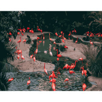 Картина по номерами Strateg ПРЕМИУМ Фламинго на водопое размером 40х50 см (GS230)