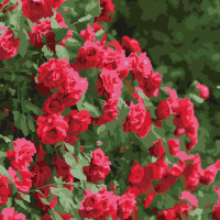 Картина по номерам Strateg Розы размером 20х20 см (HH5206)