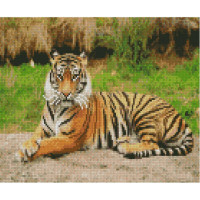 Алмазна мозаїка Смугастий тигр 30x40 см HX234