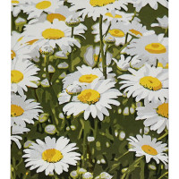 Картина за номерами Strateg ПРЕМІУМ Ромашкове поле розміром 30х40 см (SS1201)