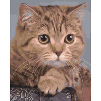 Картина по номерам Сосредоточенный взгляд 40х50 см SY6490