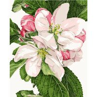 Картина по номерам Яблочный цвет 40х50 см VA-0819