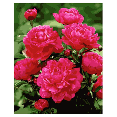 Картина за номерами Яскраво-рожеві півонії 40х50 см VA-1577