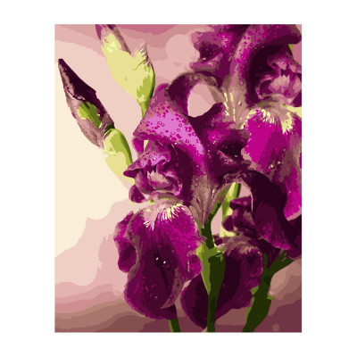 Картина по номерам Фиолетовые ирисы 40х50 см VA-2839