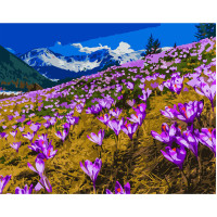 Картина за номерами Поле крокусів 40х50 см VA-2920