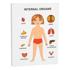 Обучающая игра Strateg Internal Organ - внутренние органы (30349)