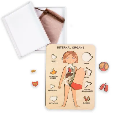 Обучающая игра Strateg Internal Organ - внутренние органы (30349)