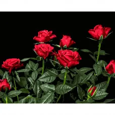 Картина по номерам Strateg ПРЕМИУМ Яркие красные розы на черном фоне размером 40х50 см (AH1051)