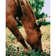Картина по номерами Strateg ПРЕМИУМ Лошадь в лугу размером 40х50 см (DY108)