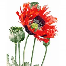 Картина по номерами Strateg ПРЕМИУМ Маковый цветок размером 40х50 см (GS070)