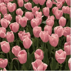 Картина по номерам Strateg Розовые тюльпаны размером 20х20 см (HH5113)
