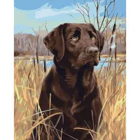 Картина по номерам Лабрадор в ассоциации 40х50 см SY6468